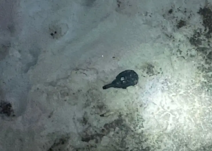 В Новосибирске хирург городской больницы подарил медсестре гранату