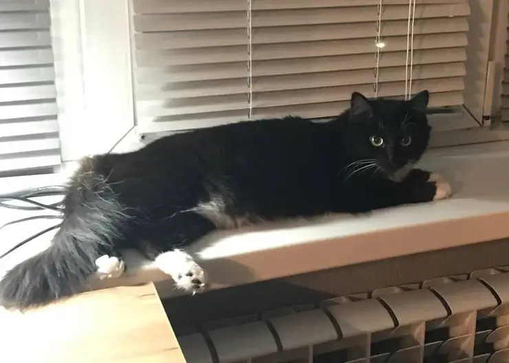 Житель Омска спас кошку, которая несколько дней просидела на дереве