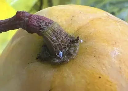 В Красноярске выявили больше 6 тонн манго с опасным вредителем