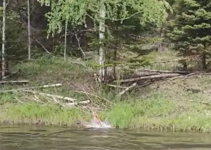 «Ути, какая кошечка»: рысь переплыла через Ману в Красноярском крае