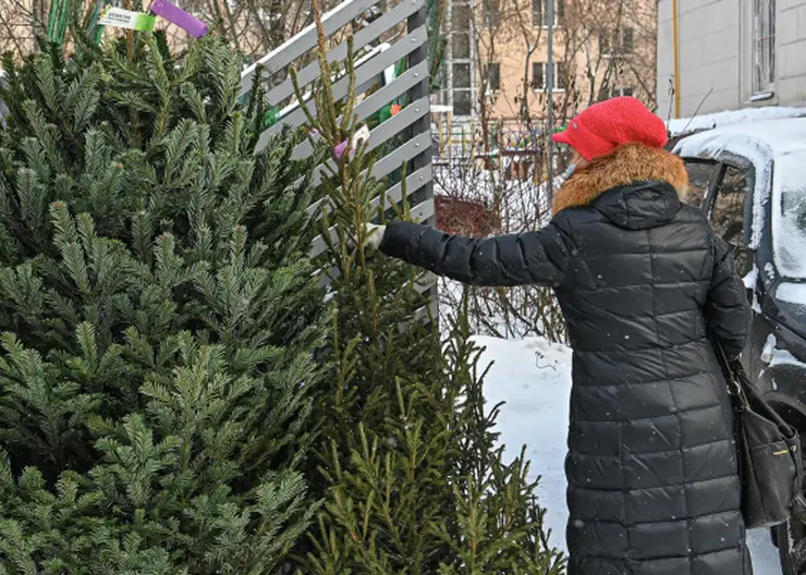 В Красноярском крае лесные инспекторы проверят ёлочные базары