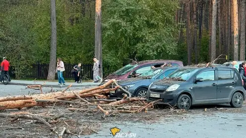 Дерево рухнуло на несколько машин в Новосибирске