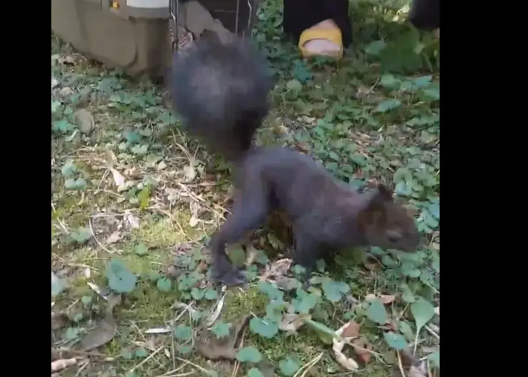 Спасённого бельчонка Соболька после лечения выпустили в Центральном парке Красноярска