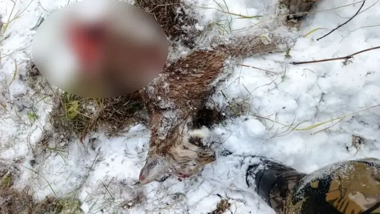 Голодные медведи начали нападать на других зверей в лесах Красноярского края