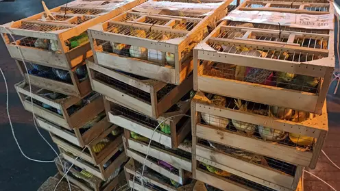 В Красноярск прилетели почти 2 тысячи попугаев из Кыргызстана