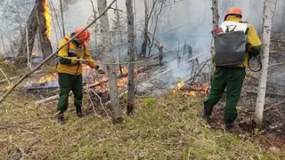 Лесопожарный сезон завершен в Красноярском крае