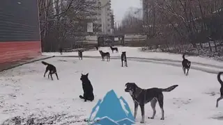 В Красноярске усилят отлов собак после жалоб на угрозу школьникам В Красноярске усилят отлов собак после жалоб на угрозу школьникам