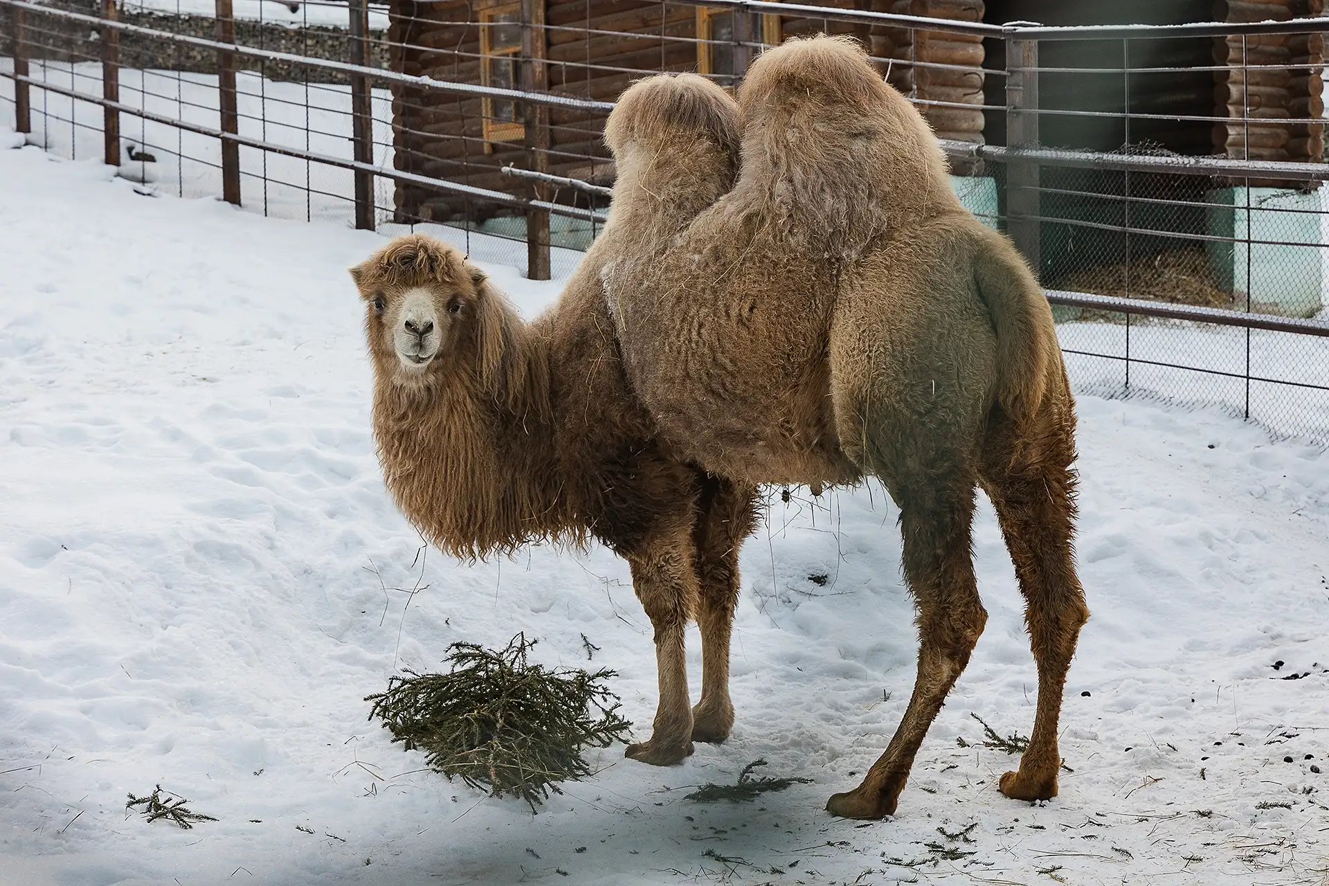 Фото: vk.com/roevzoo