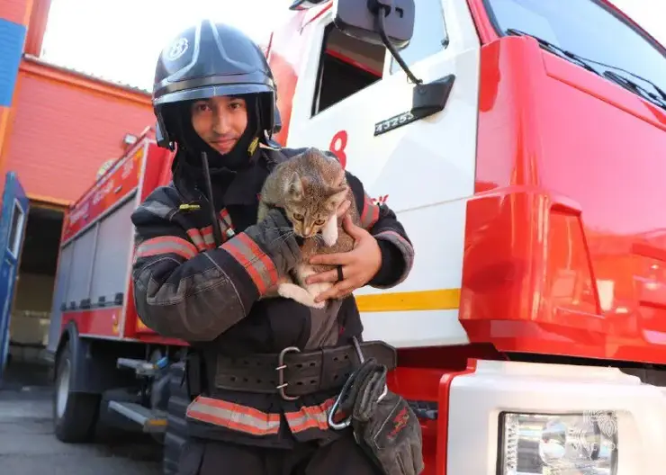 В красноярской пожарно-спасательной части служит кошка