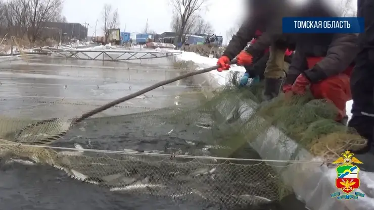 В Стрежевом поймали браконьеров с ценными породами рыбы