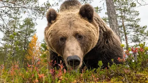 Второго медведя за неделю застрелили в хакасском городе Абаза