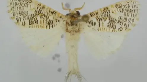 В честь томского учёного назвали новый вид тропических бабочек