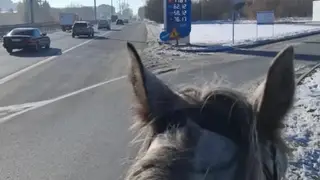 «Либо цены на бензин космос, либо его вообще нет»: новосибирец пересел на лошадь из-за дефицита бензина