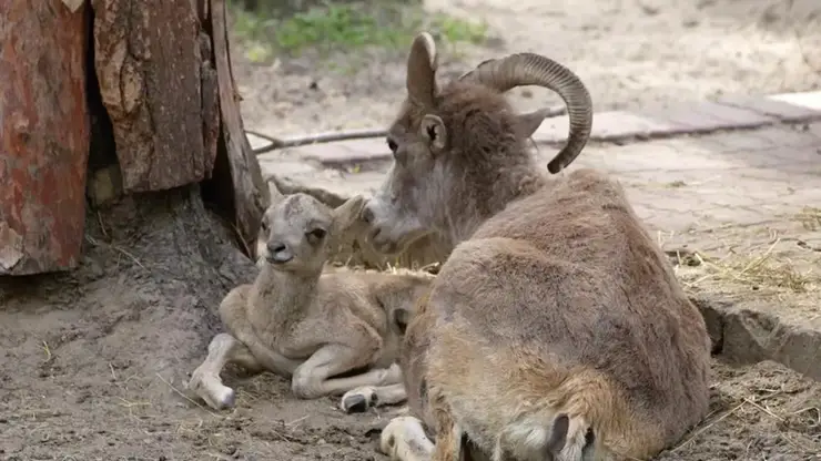 Детеныши краснокнижных аргали родились в зоопарке Новосибирска