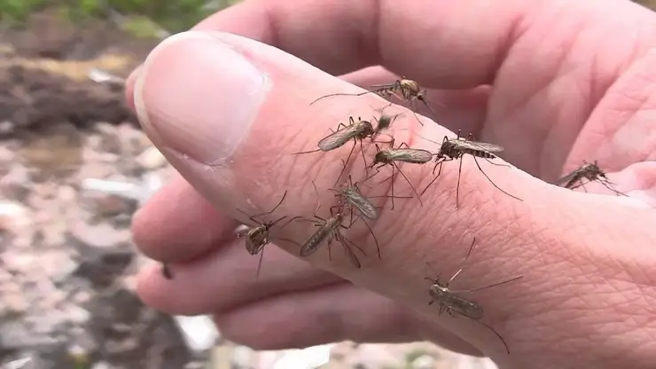 Красноярцам рассказали, как спастись от комаров