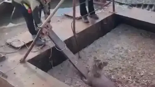 На Камчатке спасли медвежонка, нырнувшего в рыбные отходы