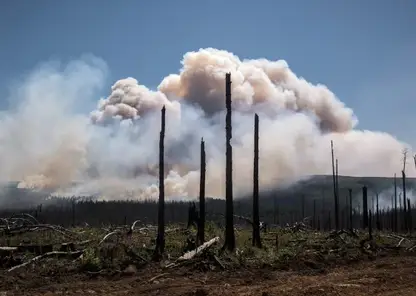 Власти Бурятии будут выплачивать по 10 тысяч рублей за сообщения о поджигателях леса
