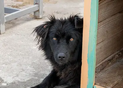 Двухлетнюю девочку укусила за руку бродячая собака в Иркутской области