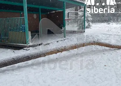 На шестилетнего мальчика в новосибирском детском саду упала сосна. Ребенок в больнице с травмами
