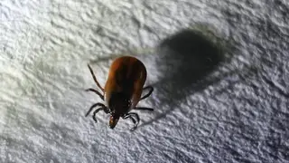 Активность клещей достигает опасных показателей в Хакасии: жителям республики рекомендуют не посещать леса Активность клещей достигает опасных показателей в Хакасии: жителям республики рекомендуют не посещать леса