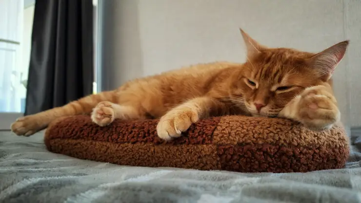 Красноярцам рассказали о документах, необходимых для вывоза питомцев заграницу