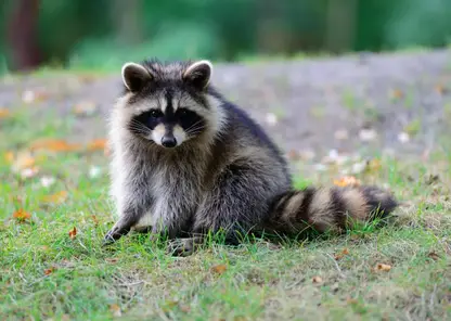 В Красноярском крае в «Парке Енотов» держали животных без вакцинации от бешенства