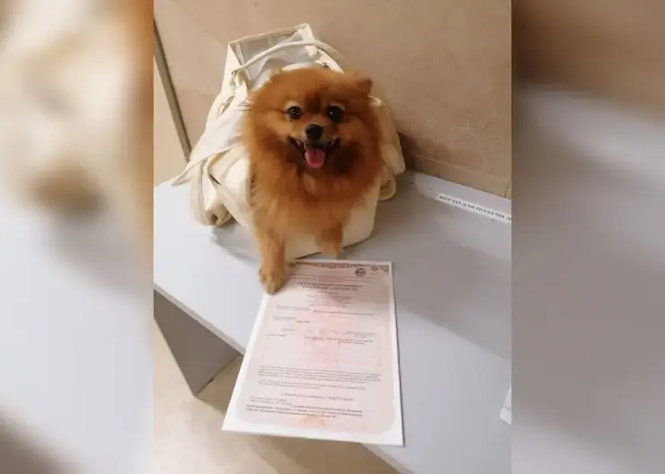 15 собак и 11 кошек вылетели из Красноярска за границу в октябре