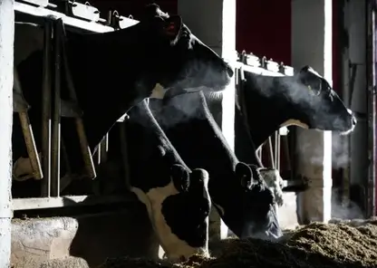 Больше тысячи животных подхватили опасную инфекцию на молочной ферме в Томской области