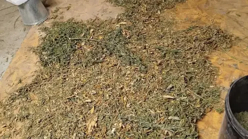 «Дурман-ферма» в Солонцах: красноярец попал под арест за хранение 37 кг наркотиков