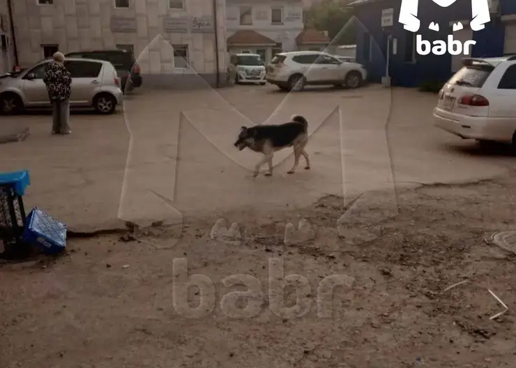 В Улан-Удэ бродячая собака напала на семилетнюю девочку и покусала ее за лицо