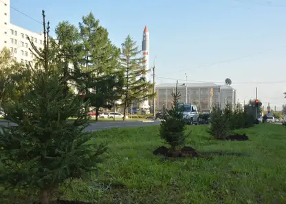 В Красноярске на этой неделе высадили более 4 тысяч деревьев