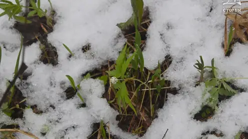 На "Красноярских Столбах" выпал снег прямо перед открытием нацпарка