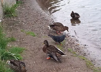 «Тут же отбирают еду»: красноярцы не могут накормить раненую утку на Енисее