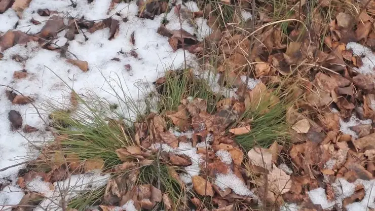 В нескольких регионах Сибири выпал первый снег