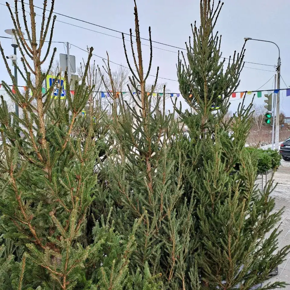 Фото: sibnovosti.ru