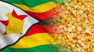 Более 350 тонн алтайского гороха отправят в Зимбабве по гуманитарной программе ООН