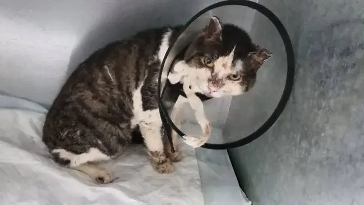 В Ангарске под завалами после взрыва газа нашли живого кота