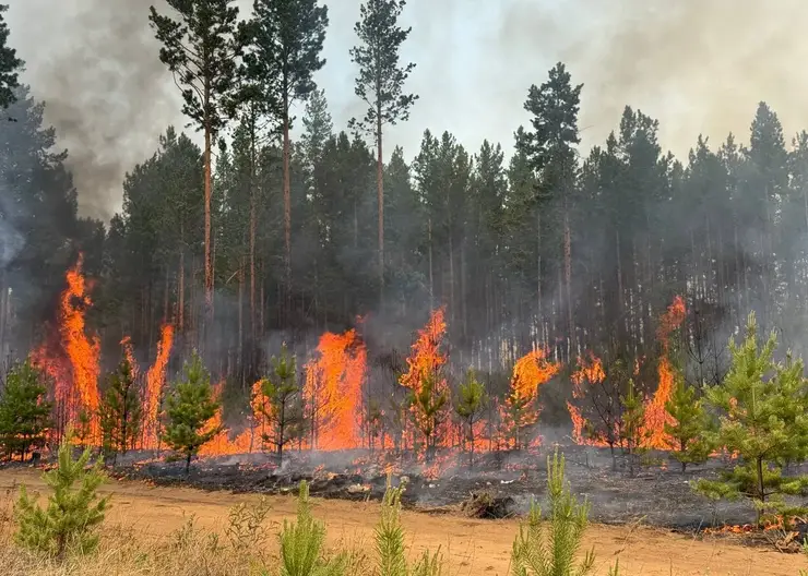 Волонтеров просят присоединиться к тушению пожаров в Забайкалье (видео)