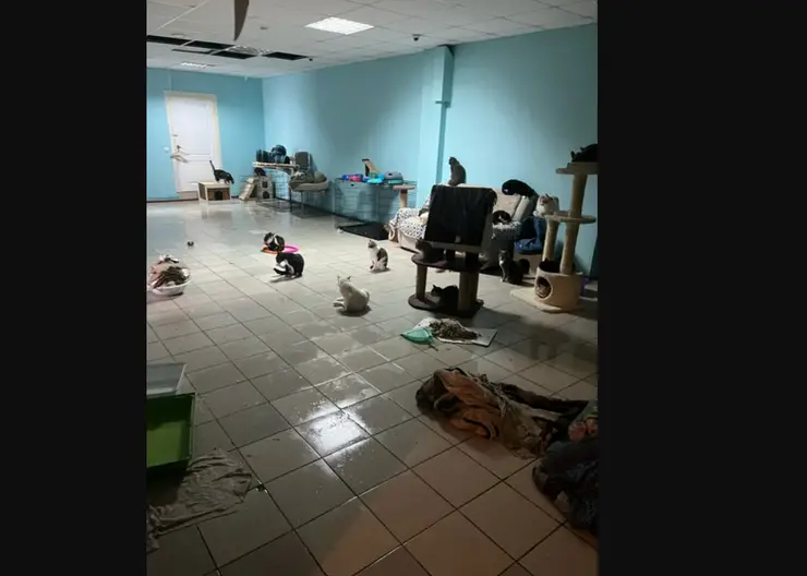 «Придется выбросить всё»: в Красноярске затопило приют для кошек OzziHome