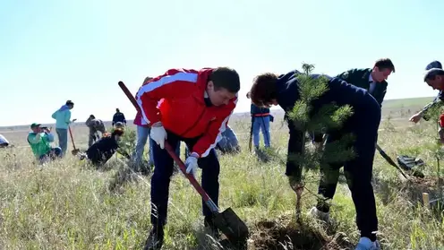 В Хакасии высадят более 40 тысяч деревьев