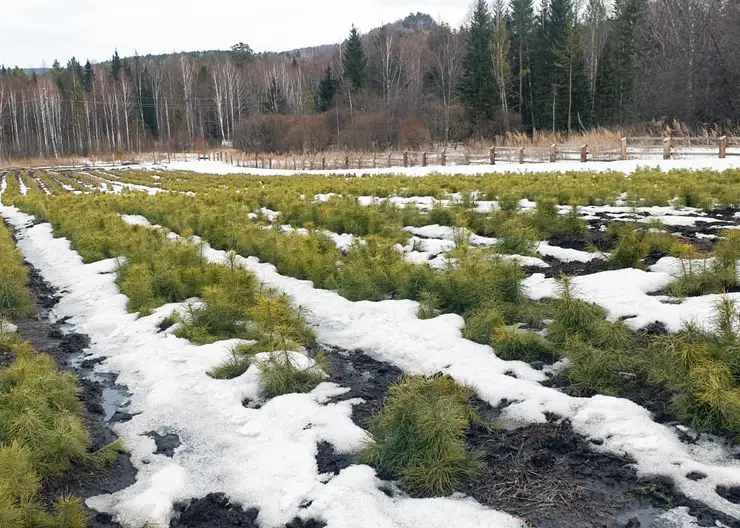 В лесах Красноярского края высадят 16 млн сеянцев хвойных пород