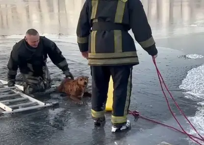 Пожарные спасли собаку на Енисее под Минусинском