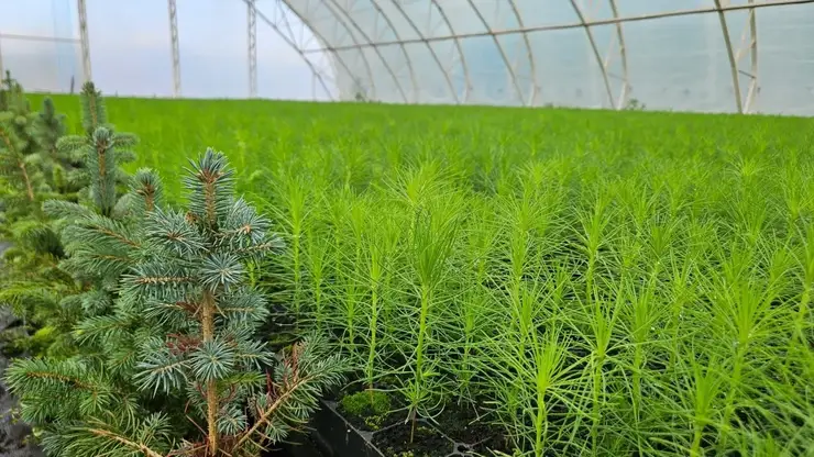 Два миллиона хвойных сеянцев выращено в мини-теплицах для восстановления лесов в Красноярском крае