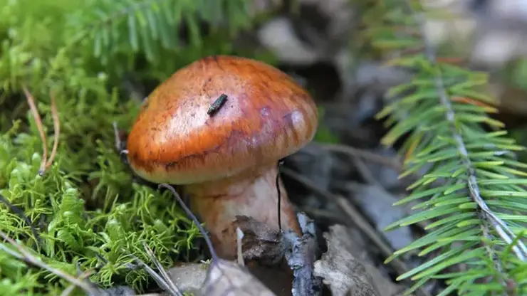 Как собирать грибы без вреда природе? Рассказывает эксперт