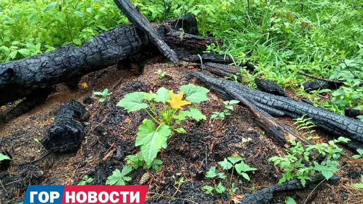 На Красноярских Столбах неожиданно появились кабачковые кусты