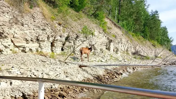 На Красноярском море туристов поразила неожиданная встреча с маралами
