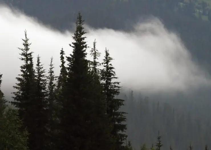 На территории Красноярского края нет действующих лесных пожаров