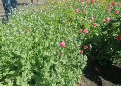 437 кустов мака: житель Красноярского края выращивал наркосодержащие растения под видом «пирожковой» добавки