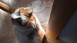 Депутаты Госдумы предложили установить лимит на количество домашних животных в зависимости от числа детей в семье