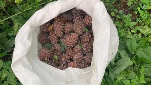 В Томской области пресекли 8 случаев незаконного сбора кедровой шишки